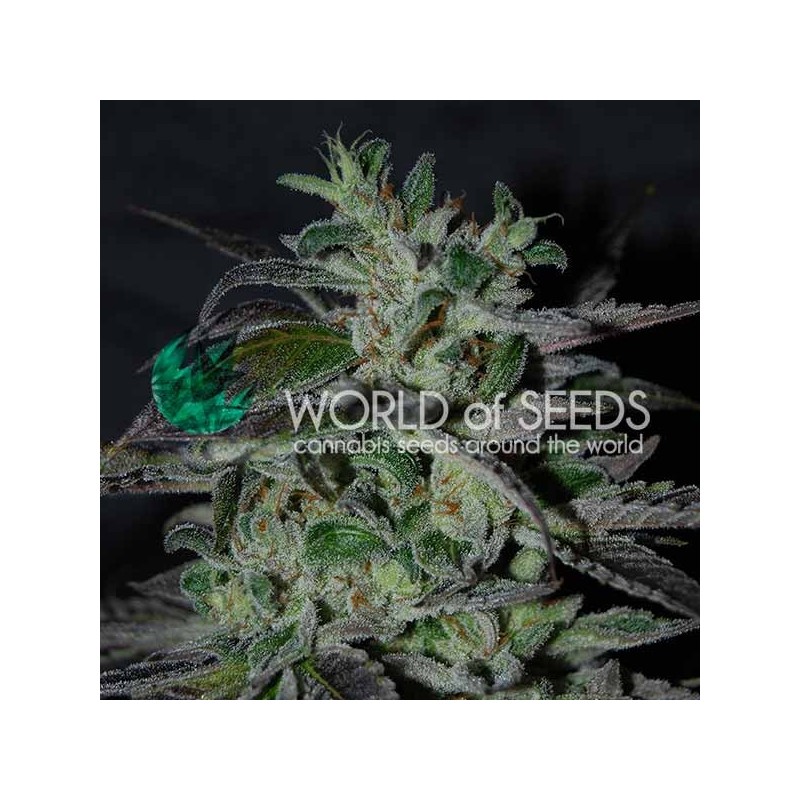 STRAWBERRY BLUE EARLY VERSION · World Of Seeds · cannabis samen  · Fem