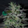 STRAWBERRY BLUE EARLY VERSION · World Of Seeds · sementes de maconha  · Fem