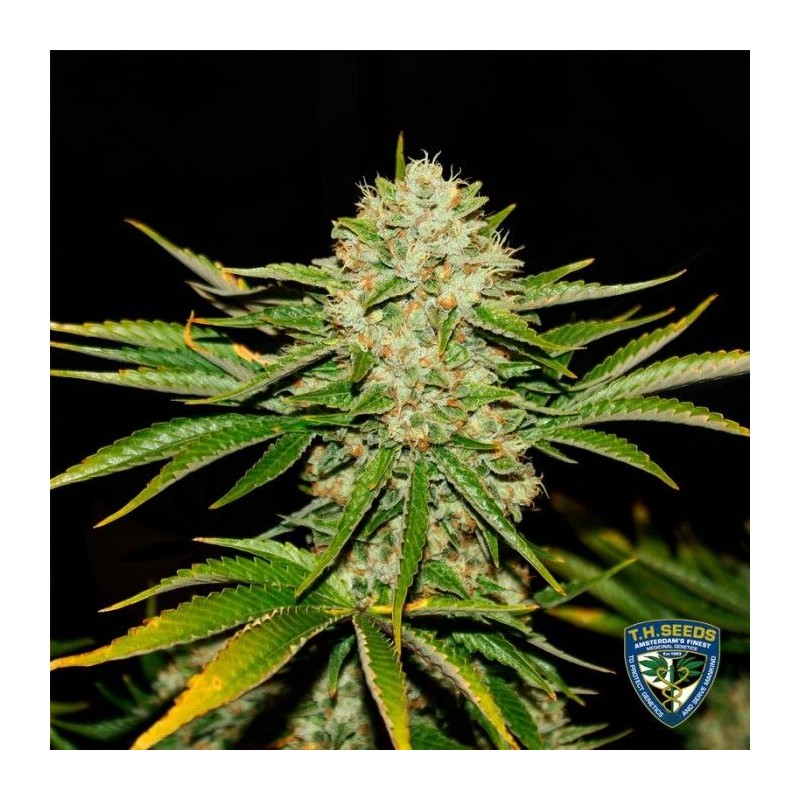 WRECKAGE · TH Seeds · sementes de maconha · Reg