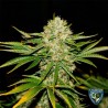 WRECKAGE · TH Seeds · sementes de maconha · Reg