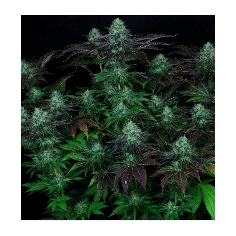 DARKSTAR · TH Seeds · sementes de maconha · Reg