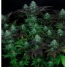 DARKSTAR · TH Seeds · sementes de maconha · Reg