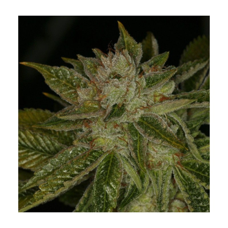 MK ULTRA · TH Seeds · sementes de maconha · Reg