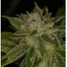 MK ULTRA · TH Seeds · sementes de maconha · Reg