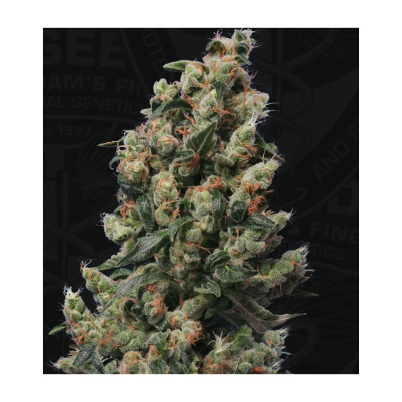 KUSHAGE · TH Seeds · sementes de maconha · Reg