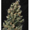KUSHAGE · TH Seeds · sementes de maconha · Reg