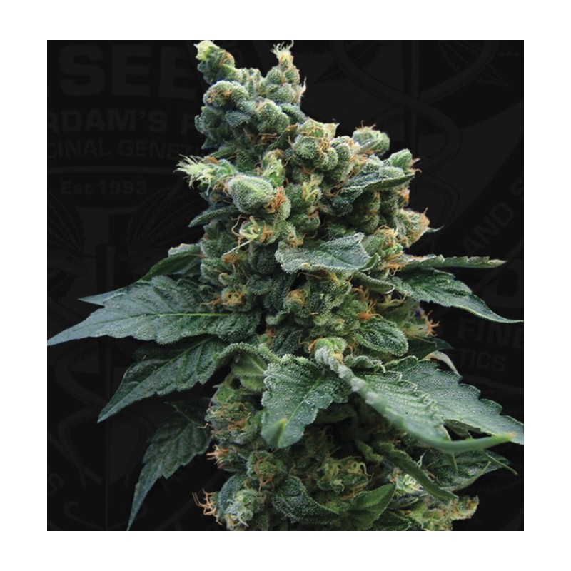 SAGE N SOUR · TH Seeds · sementes de maconha · Reg