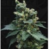 SAGE N SOUR · TH Seeds · sementes de maconha · Reg