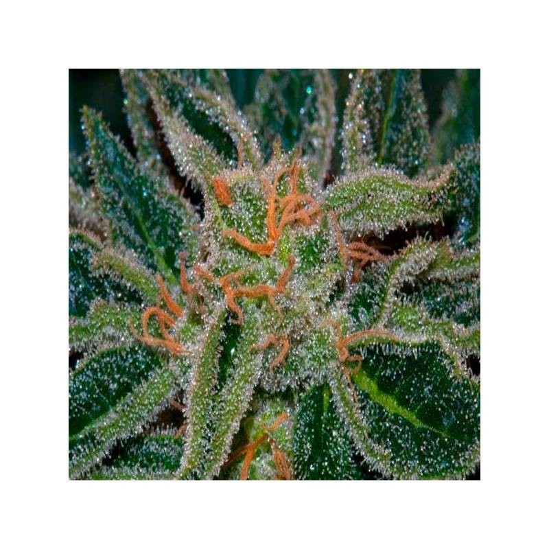 SKUNK XXX · TH Seeds · sementes de maconha · Reg