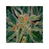 SKUNK XXX · TH Seeds · sementes de maconha · Reg