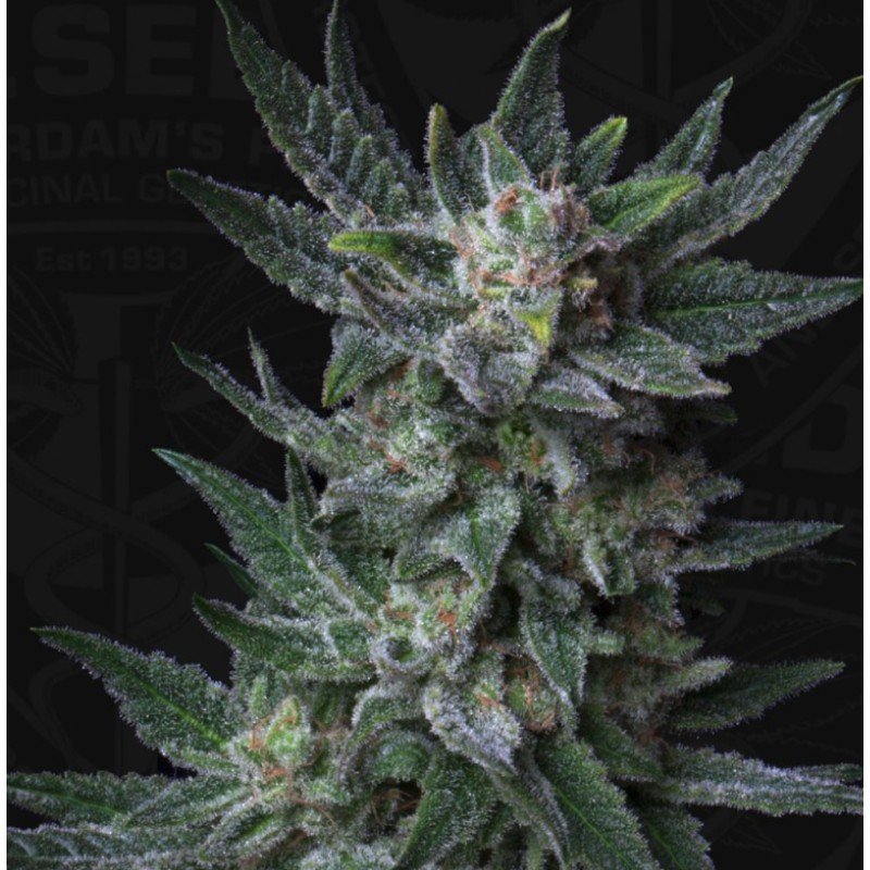AUTO BUBBLEGUM · TH Seeds · graines de cannabis · AutoFem