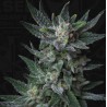 AUTO BUBBLEGUM · TH Seeds · graines de cannabis · AutoFem