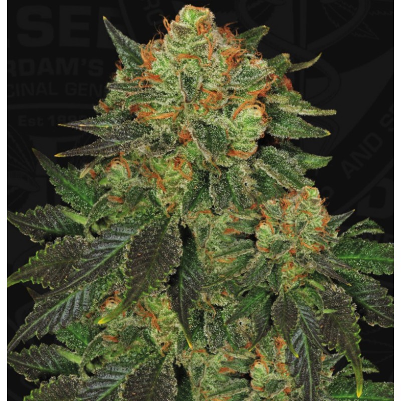BUBBLEGUM · TH Seeds · graines de cannabis · Fem