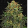 BUBBLEGUM · TH Seeds · kenevir tohum · Disi · Fem
