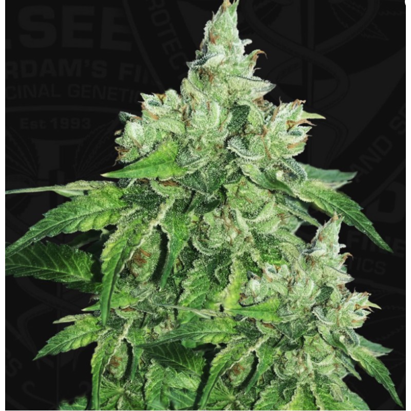 CITRON GIVRE · TH Seeds · kaufen cannabis samen · Fem