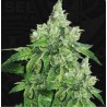 CITRON GIVRE · TH Seeds · graines de cannabis · Fem