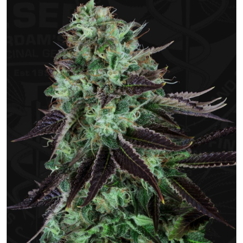 DARKSTAR · TH Seeds · graines de cannabis · Fem