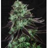 DARKSTAR · TH Seeds · kenevir tohum · Disi · Fem