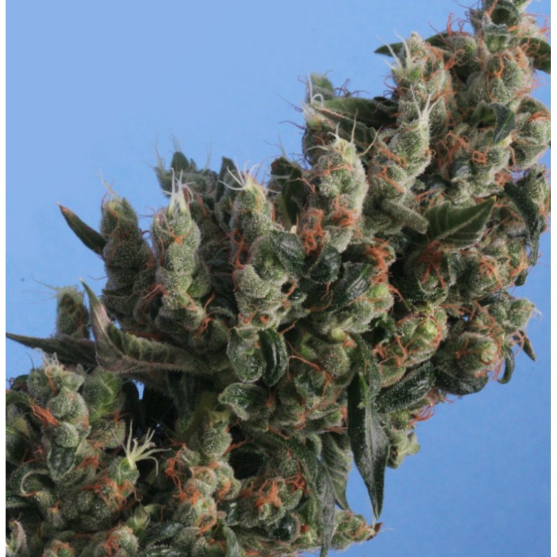 KUSHAGE · TH Seeds · sementes de maconha · Fem