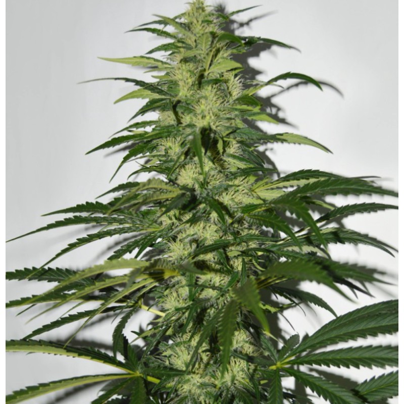 S.A.G.E. · TH Seeds · graines de cannabis · Fem