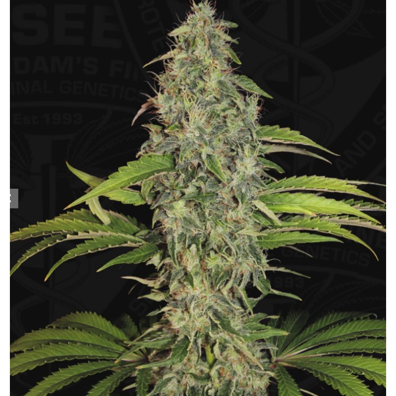 S.A.G.E. CBD · TH Seeds · graines de cannabis · Fem