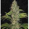 S.A.G.E. CBD · TH Seeds · sementes de maconha · Fem