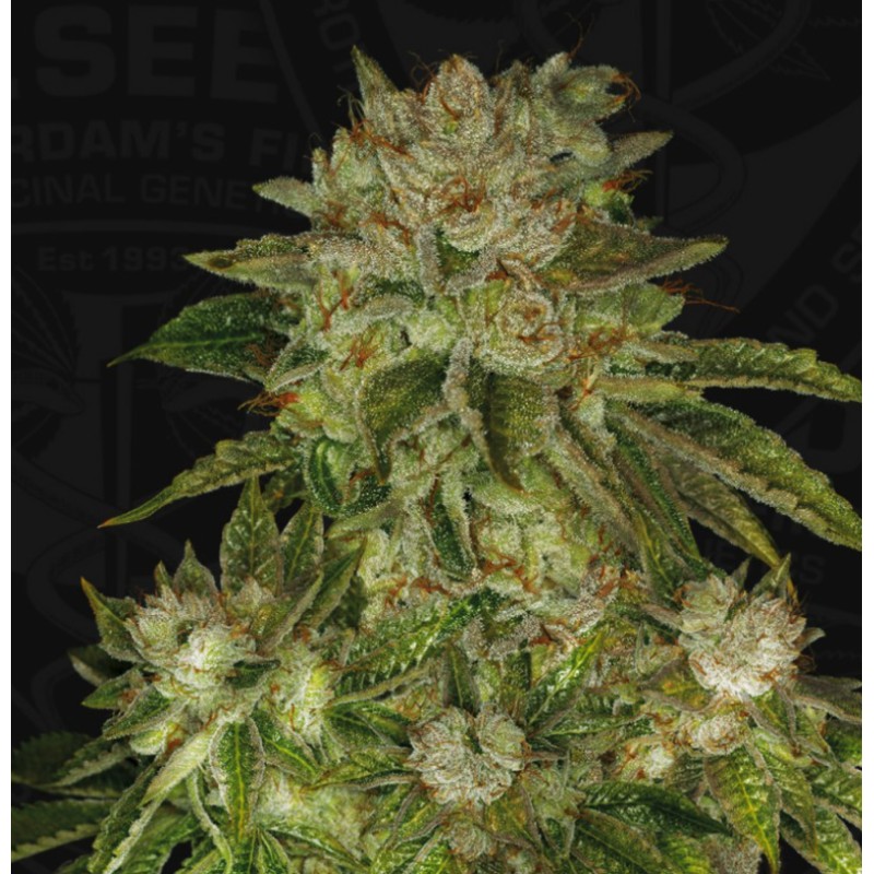 MK ULTRA · TH Seeds · graines de cannabis · Fem