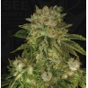 MK ULTRA · TH Seeds · sementes de maconha · Fem