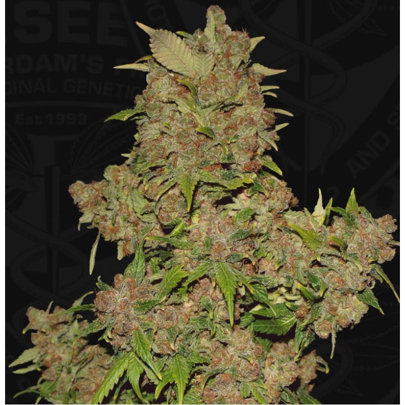 MOB · TH Seeds · sementes de maconha · Fem