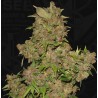 MOB · TH Seeds · graines de cannabis · Fem