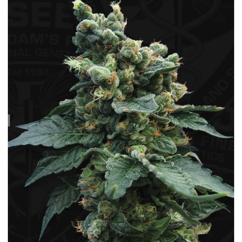SAGE N SOUR · TH Seeds · sementes de maconha · Fem