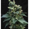 SAGE N SOUR · TH Seeds · sementes de maconha · Fem