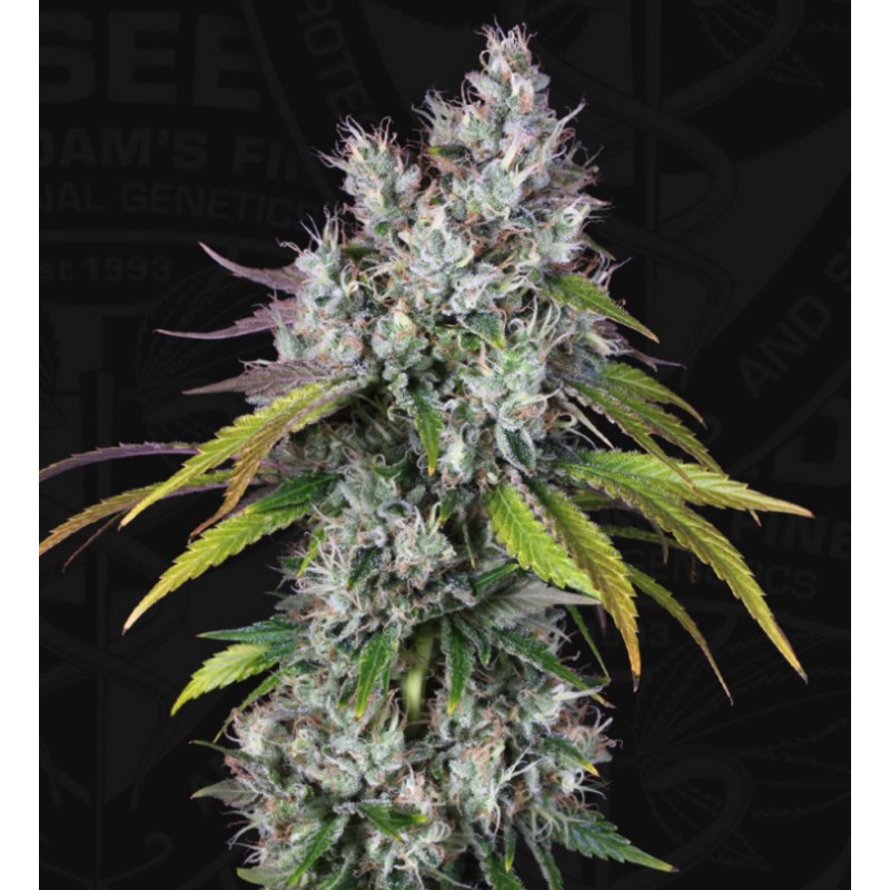 UNDERDAW OG · TH Seeds · cannabis seeds · Fem
