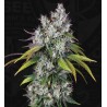 UNDERDAW OG · TH Seeds · sementes de maconha · Fem