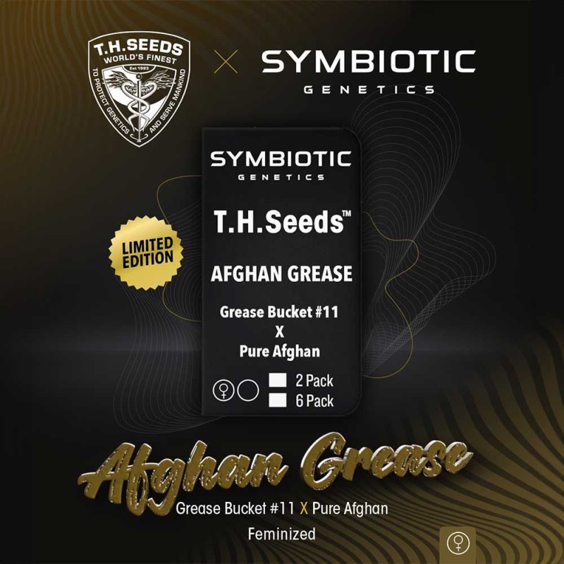 AFGHAN GREASE · TH Seeds · cannabis samen · Fem