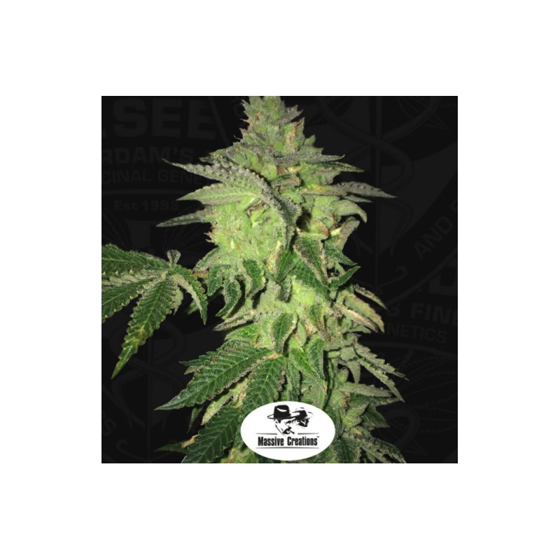 SHILOH Z · TH Seeds · cannabis samen · Fem