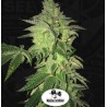 SHILOH Z · TH Seeds · graines de cannabis · Fem