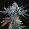 AUTO FRENCH COOKIES · TH Seeds · sementes de maconha · AutoFem