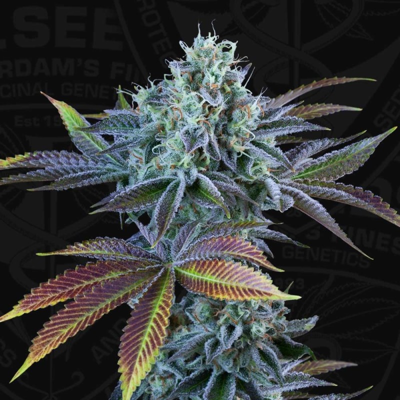 AUTO FRENCH MACARON · TH Seeds · graines de cannabis · AutoFem