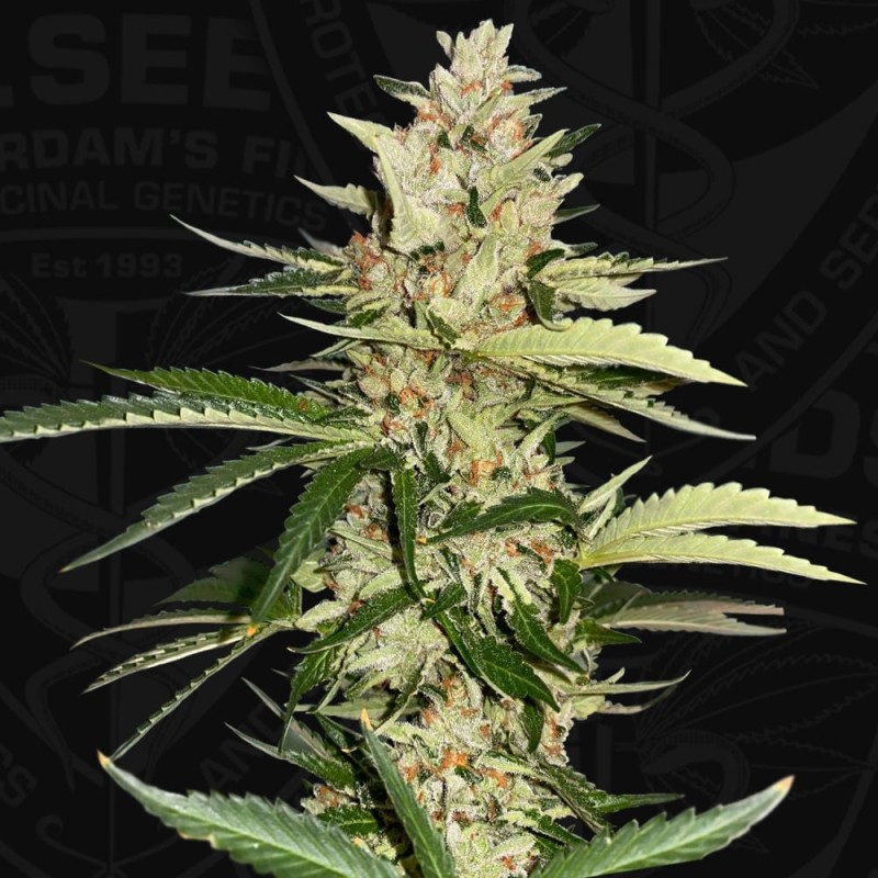 BANANA CANDY KRUSH · TH Seeds · graines de cannabis · Fem