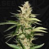 BANANA CANDY KRUSH · TH Seeds · graines de cannabis · Fem