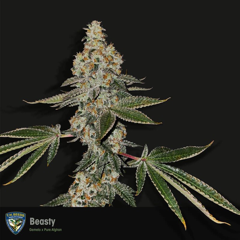 BEASTY · TH Seeds · kenevir tohum · Disi · Fem