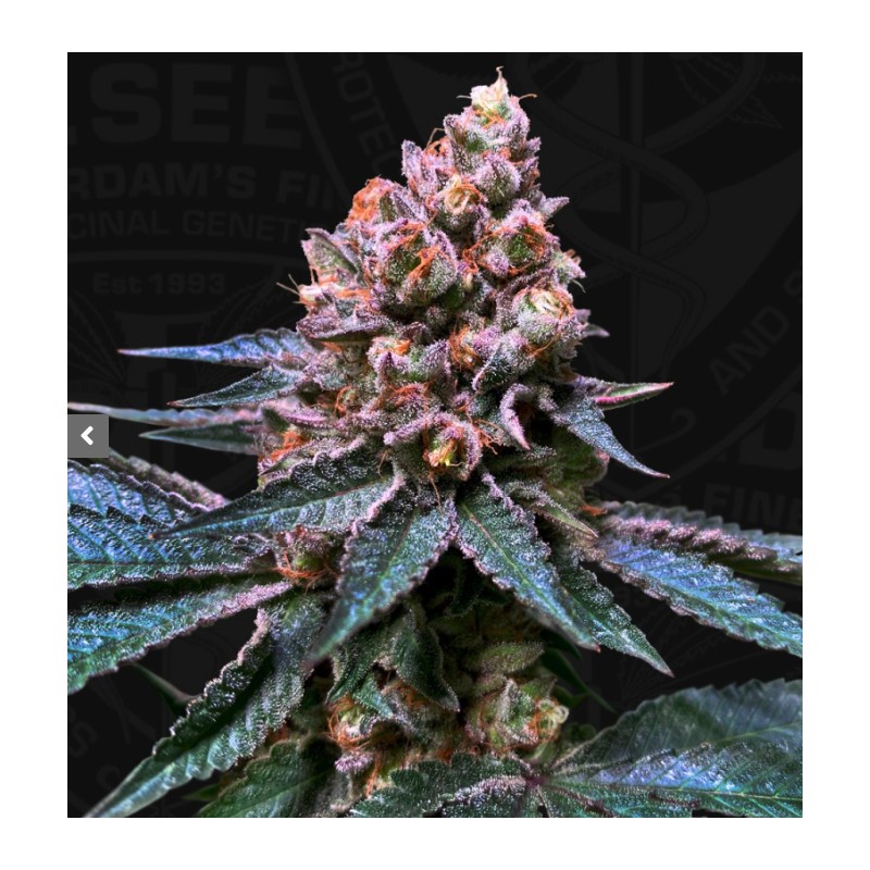 BLACK APPLE HITCHCOCK · TH Seeds · cannabis samen · Fem
