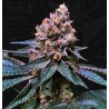 BLACK APPLE HITCHCOCK · TH Seeds · graines de cannabis · Fem