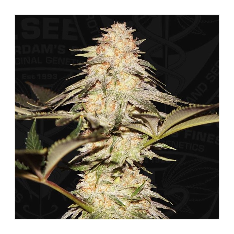 BUBBLEBANANAGUM · TH Seeds · cannabis seeds · Fem