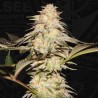 BUBBLEBANANAGUM · TH Seeds · sementes de maconha · Fem