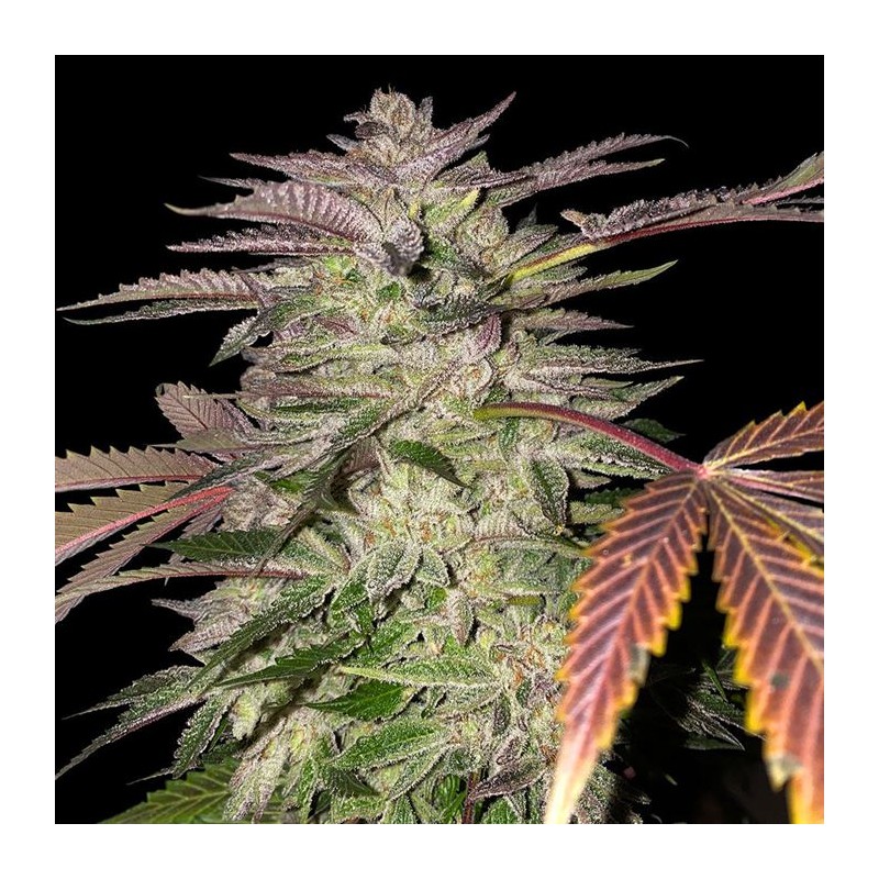 GELATO CAKE · TH Seeds · kenevir tohum · Disi · Fem