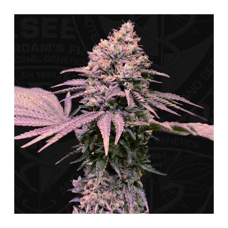 LONDON MINT CAKE · TH Seeds · kenevir tohum · Disi · Fem
