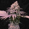LONDON MINT CAKE · TH Seeds · graines de cannabis · Fem
