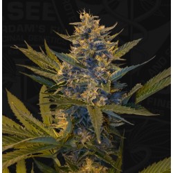 MELONSICLE · TH Seeds · graines de cannabis · Fem